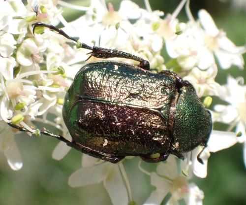 Gnorimus nobilis